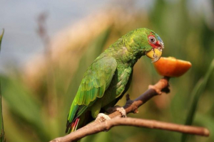 Belolioby amazon - papuga z ameryki środkowej